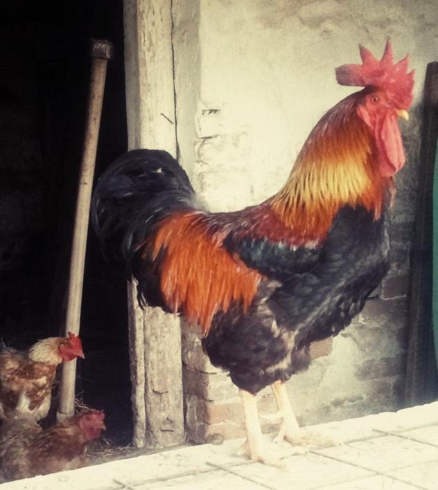 Hotel Jurtafarm Rackeve - A Nomad Luxus Extérieur photo